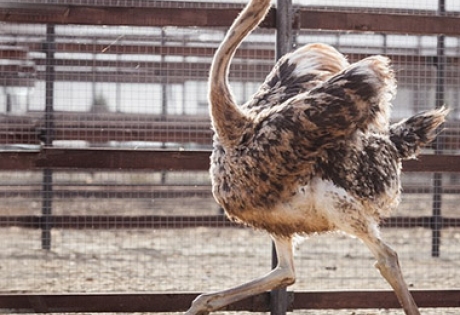 Разработка сайта экокомплекса «Казеевка», первая версия